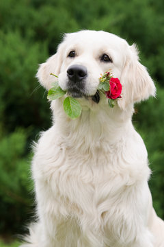 golden retriever dog holding a rose