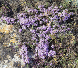 Purple flowers of thyme Crimean .