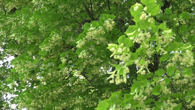 fresh yellow linden tree blossom in still. Focus change. 4K UHD video clip.
