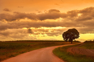 Eine Straße führt Richtung Sonnenuntergang an einem Baum vorbei und zieht den Blick des Betrachters perfekt ins Bild