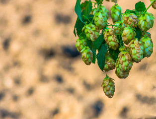 Golden Green hop cone