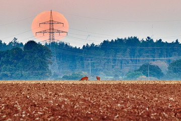 Zwei Rehe fressen sich auf einem Feld satt während im Hintergrund der Supermond untergeht