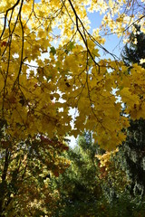 золотая осень