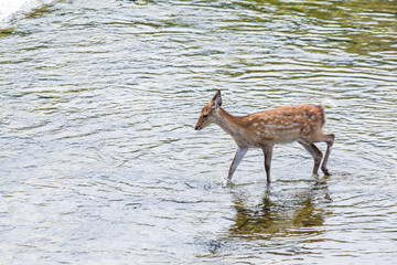 Roe deer walking though the lake
