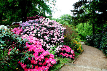 rhododendron flower bed