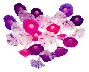 Valentine's Day heart made of flowers