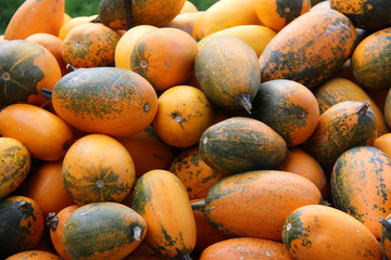 Pumpkins / Multicolored decorative pumpkins on autumn festival