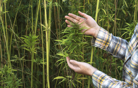 Field Of Industrial Hemp.