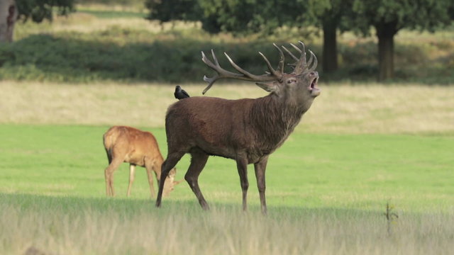 A red Deer stag roars out in the rutting season with female behind while Jackdaws land on him during the rutting season.
