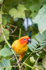 beautiful parrot