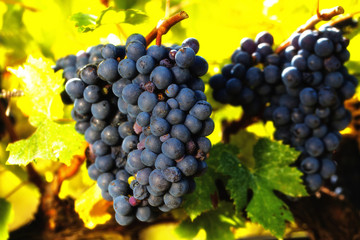 Close up of cabernet wine grapes on vine with blurred fall colors.