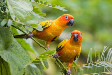 beautiful parrot