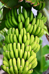 stem of bananas hanging on a palm tree