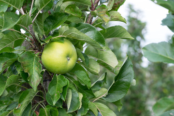 Apfelbäume beim Bauern