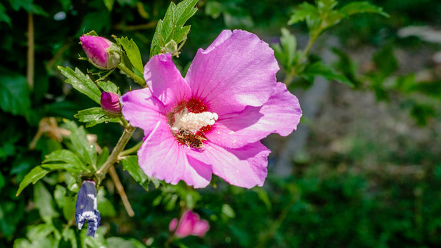 Pink Hibiscus, rosa-chinensis flowers,
