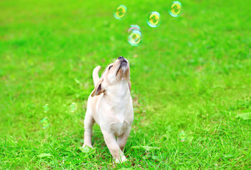 Beautiful dog puppy Labrador Retriever playing with soap bubbles
