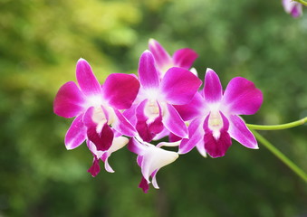 Fresh Purple Dendrobium  orchids blurred background nature light 
