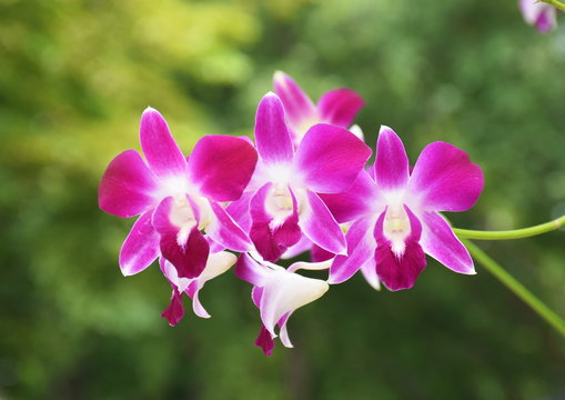Fototapeta Fresh Purple Dendrobium  orchids blurred background nature light   