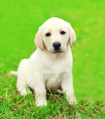 Cute dog puppy Labrador Retriever sitting on green grass