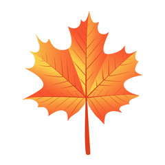 maple leaf