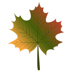 maple leaf