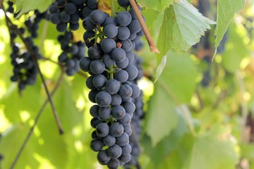 Bunches of grape