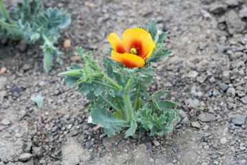 Beautiful rare flower poppy.