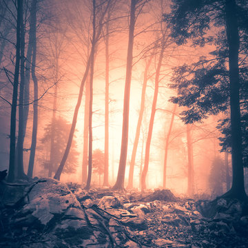Fototapeta Magical orange red colored forest floor and with yellow red colored foggy sunlight. Mystic colored light in woodland. Lovely trees in magic forest landscape. Color filter effect used. 