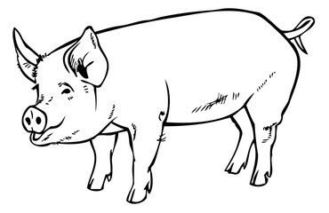 pig drawing hand