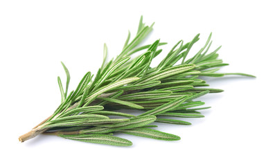 Fototapeta premium Twig of rosemary