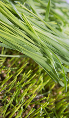 Obraz premium Wheat Green Sprouts, a Raw Food Diet, Growing