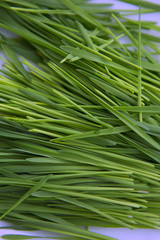 Wheat Green Sprouts, a Raw Food Diet, Growing