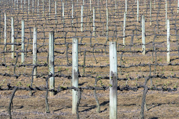 Grapevine at rest phase
