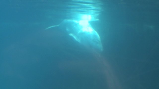 Observing a Beluga Whale