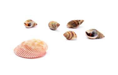 seashells