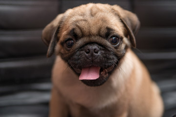 The pug puppy closeup