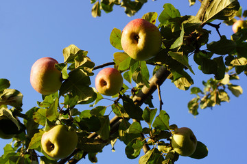 Apple tree with apples