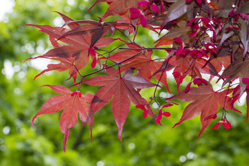 Acer palmatum, Japanese maple, Smooth japanese maple in Germany, Europe