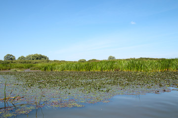  swamp on grasses surface