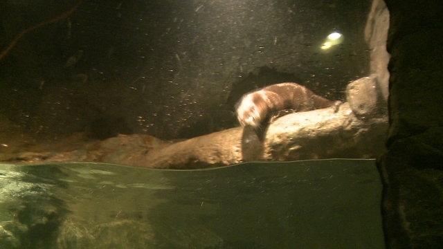Enjoying the playful otters