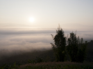 Fototapeta premium misty forest