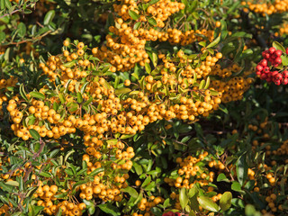 Feuerdorn - Pyracantha