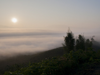 misty forest