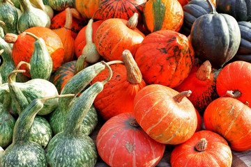 Pumpkins on market background