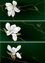banners with white magnolia
