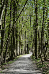 Obraz premium Waldweg im Frühling