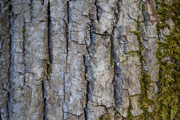 tree bark 