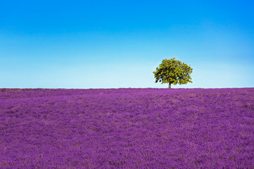 Naklejka premium Lavender and lonely tree uphill. Provence, France