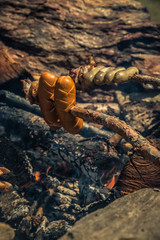 Würste und Speck grillieren am offenen Feuer über der Glut