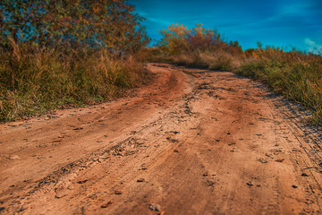 Country road to forest 
